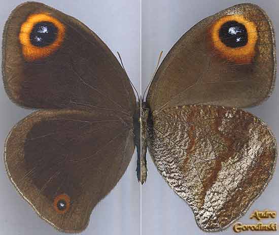 http://www.gorodinski.ru/satyridae/Callerebia  polyphemus s.str..jpg